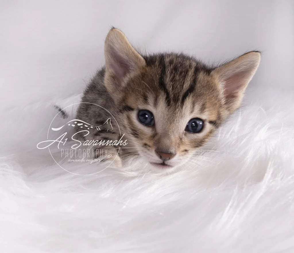 A1Savannahs F6 SBT Male Marshall poses for the camera