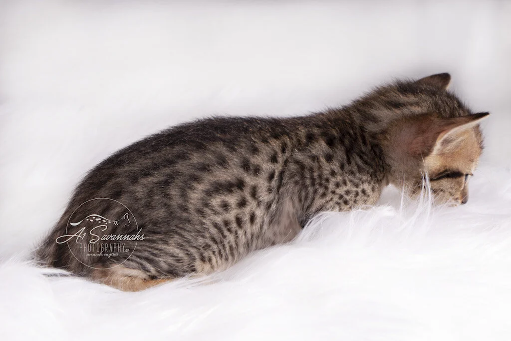 A1Savannahs F6 SBT Male Mylo stretches out his body to show off his coat