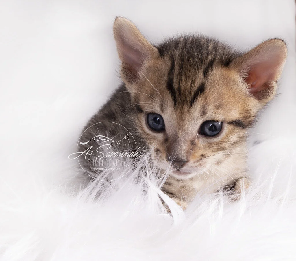 A1Savannahs F6 SBT Male Mylo shows off his beautiful facial markings