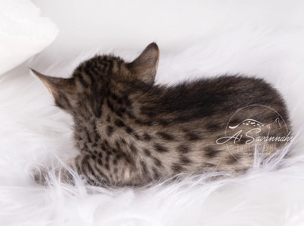 A1Savannahs F6 SBT Female Mollie boasts her beautiful coat
