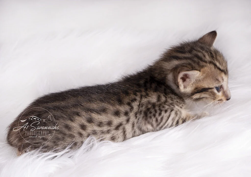 A1Savannahs F6 SBT Female Mollie shows you her cute spots