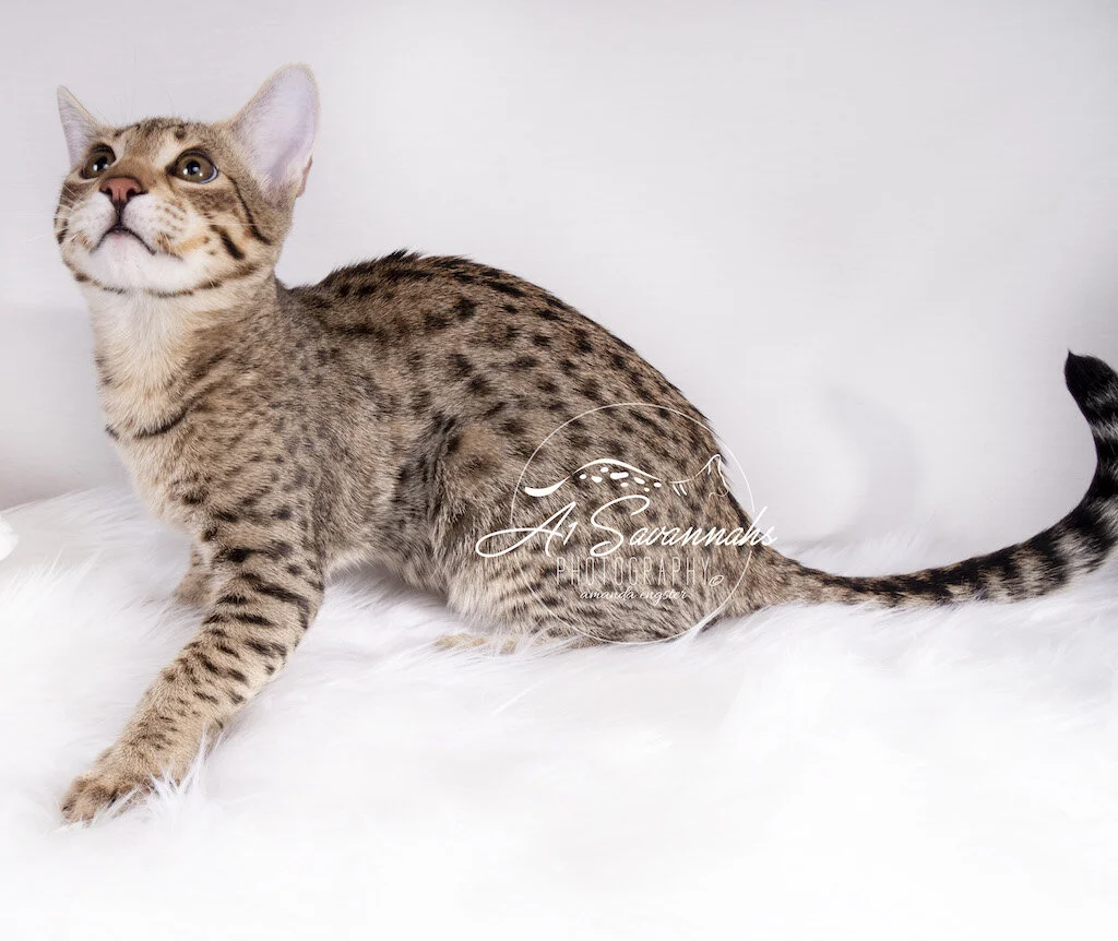 A1Savannahs F3 Male Tito is ready to jump on the toy