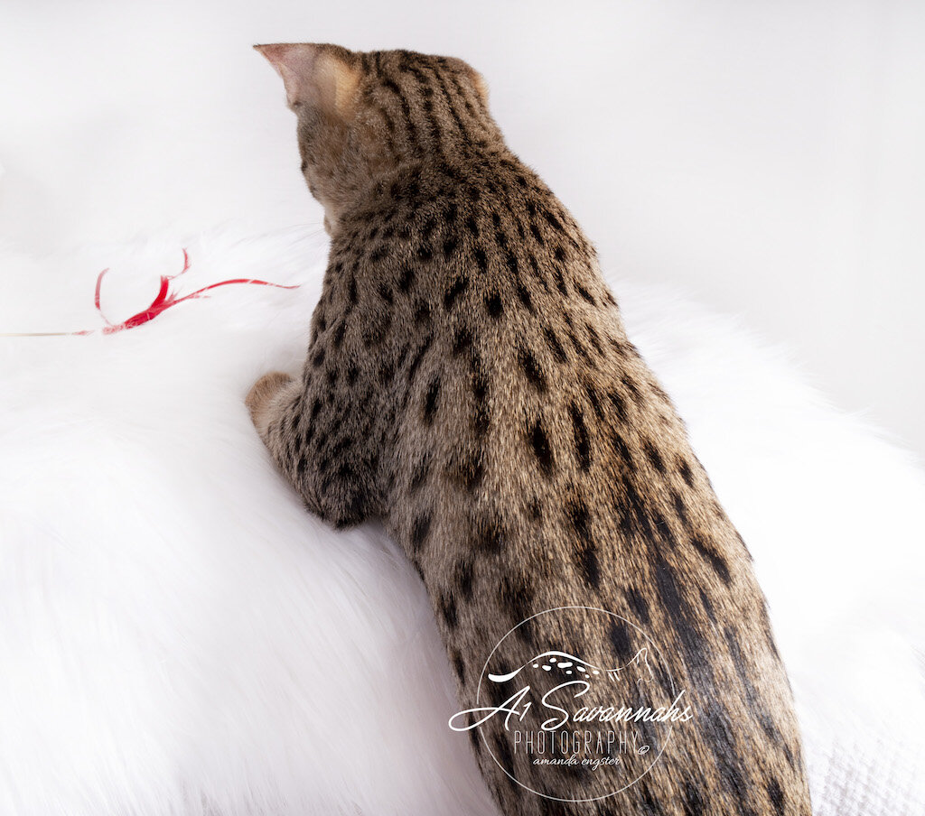 A1Savannahs F3 Male Tito stretching out playing with the feather stick