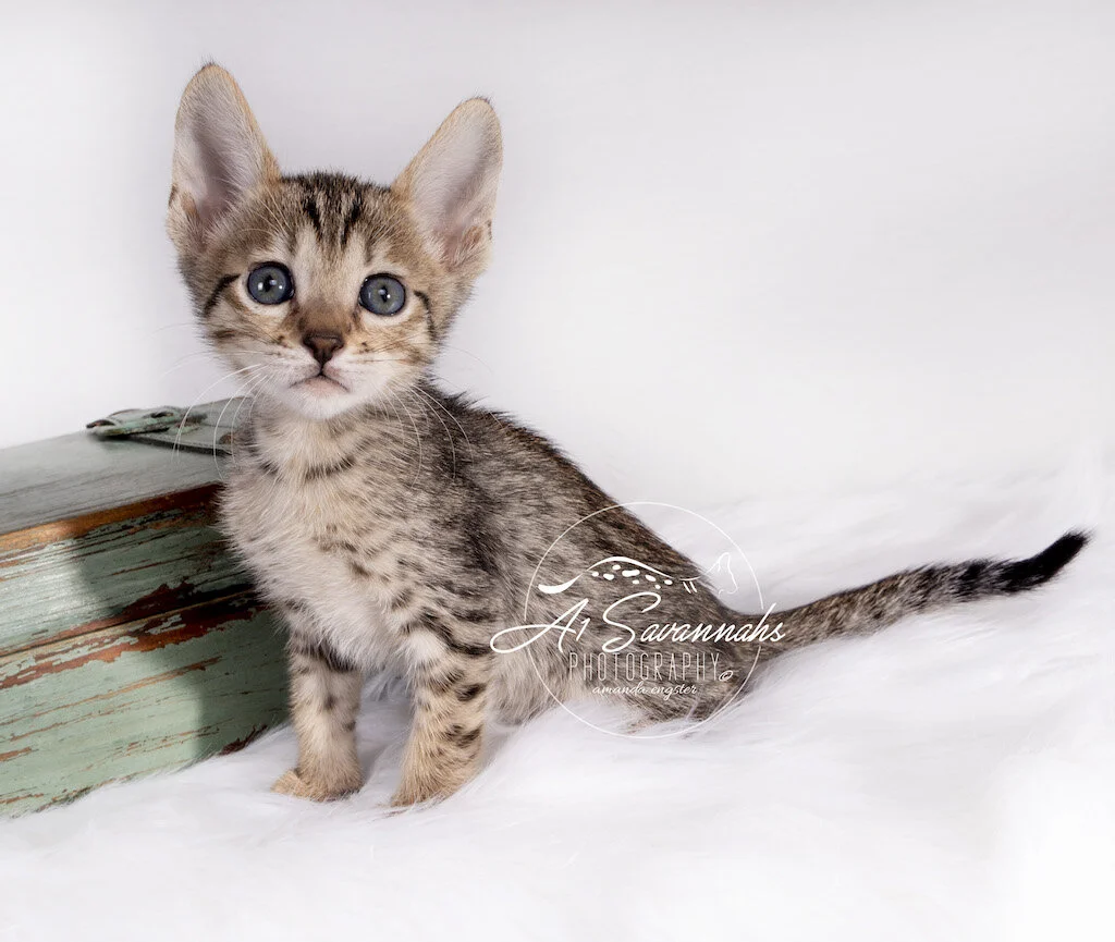 F6 SBT Female Mari takes a portrait styled photo