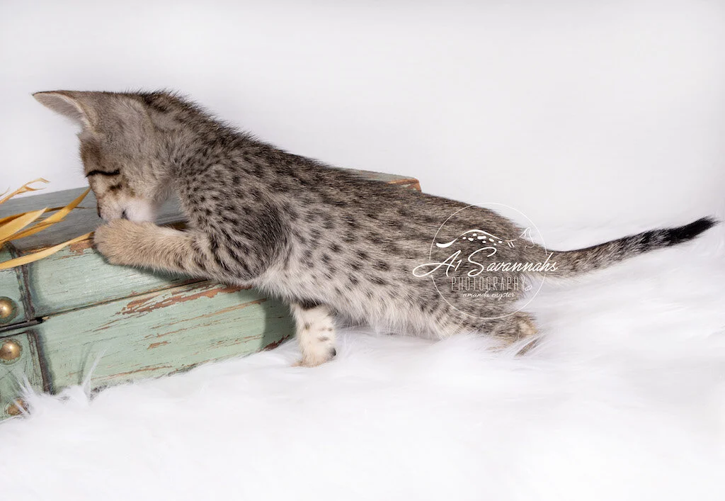 F6 SBT Female Mari plays with her toy