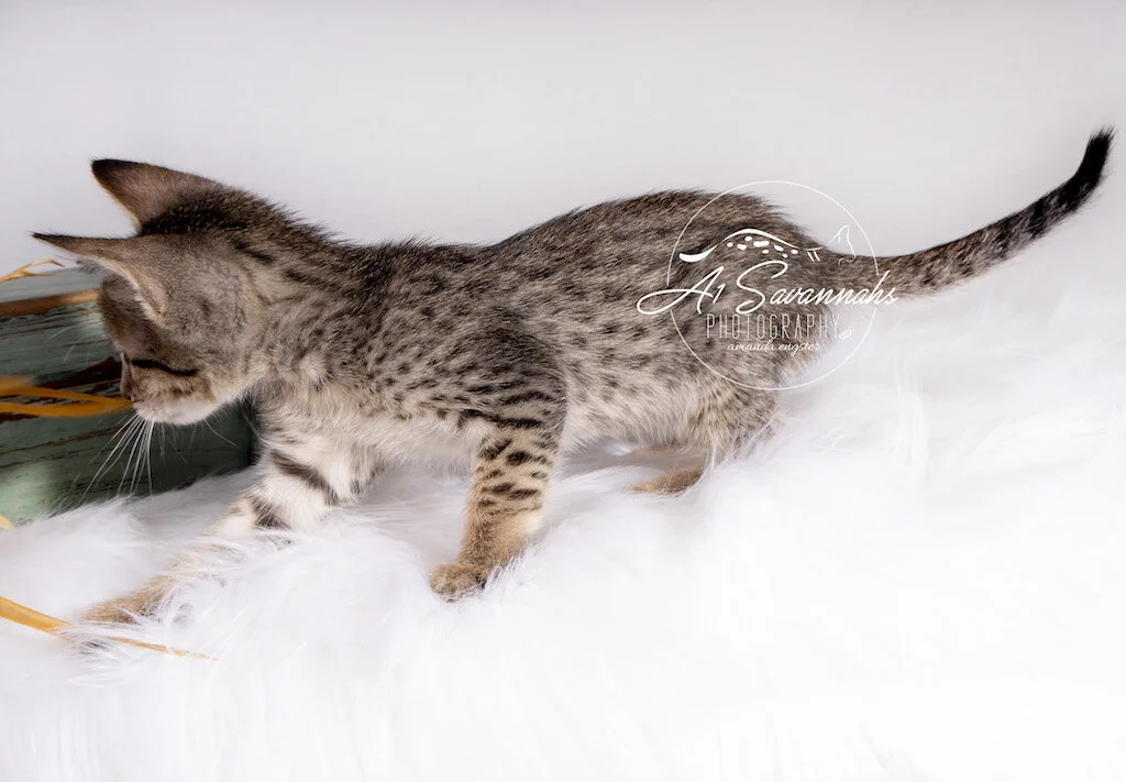 F6 SBT Female Mari plays with her brand new toy