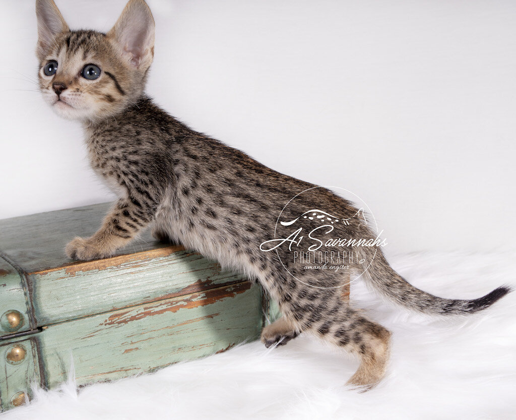 F6 SBT Female Mari poses for the camera