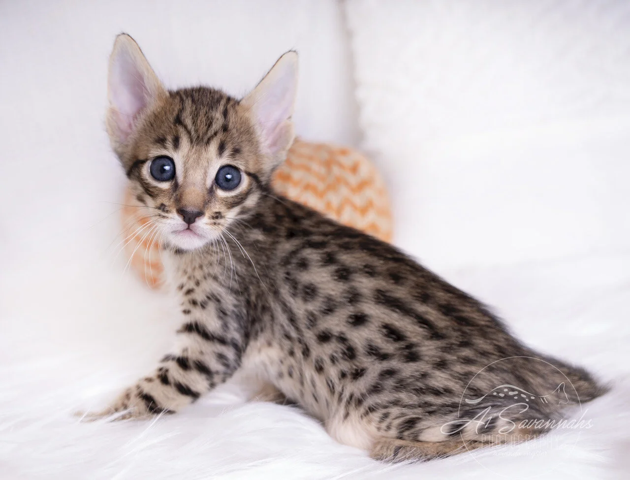 A1Savannahs F5 Savannah Male Ace is showing off his amazing spots