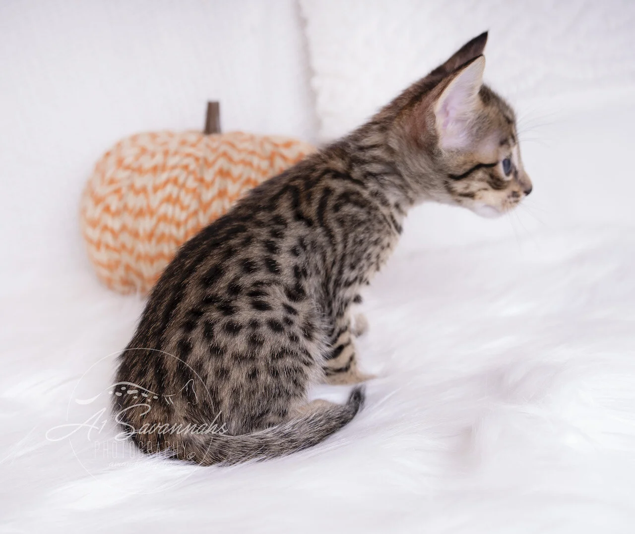 A1Savannahs F5 Savannah Male Ace is letting you observe his beautiful coat