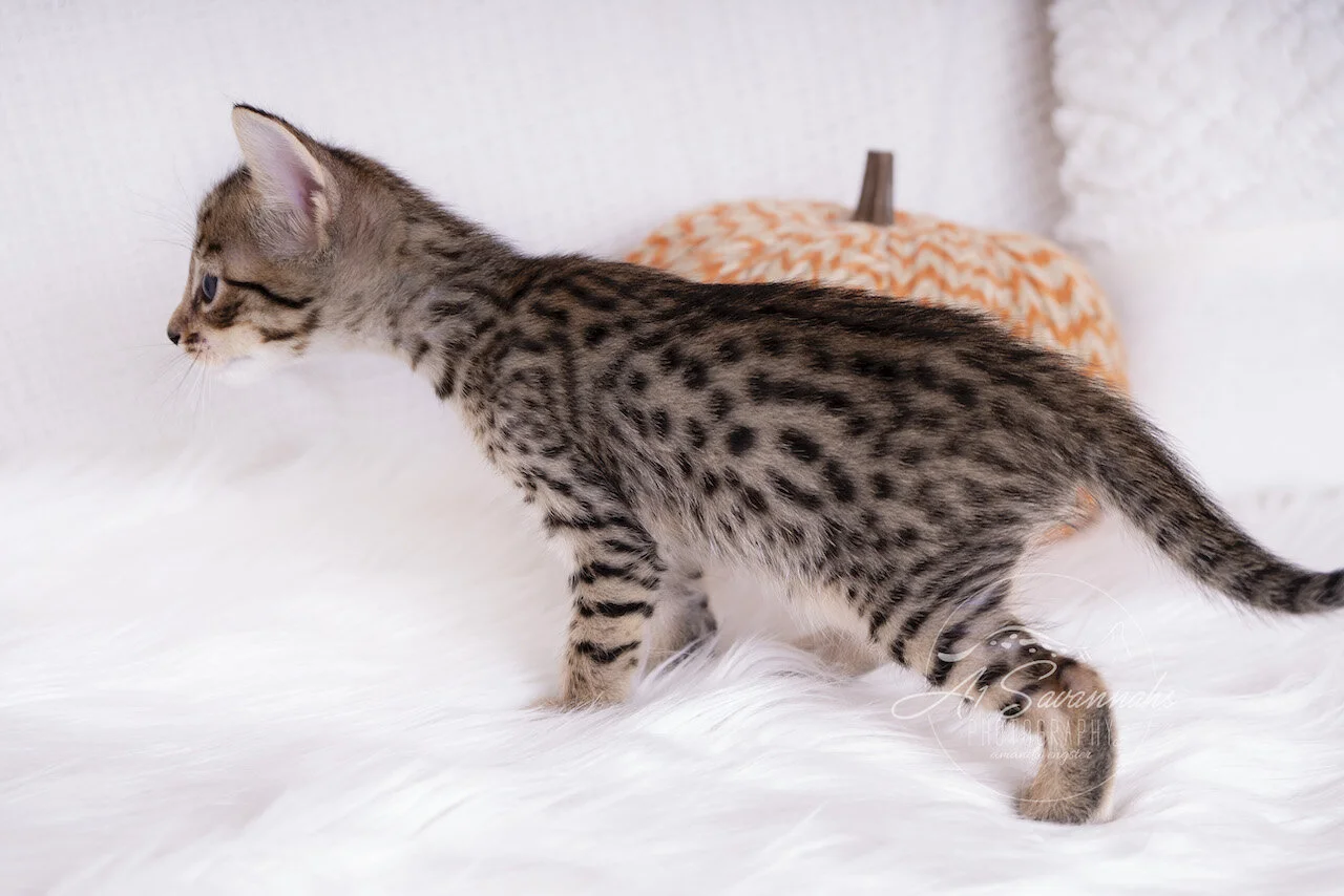 A1Savannahs F5 Savannah Male Ace is stretching out long 