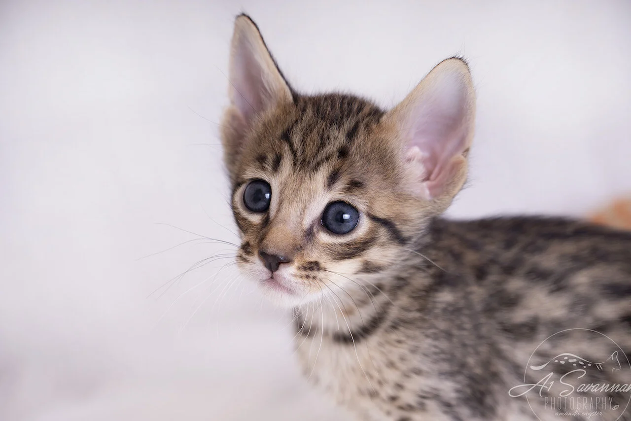 A1Savannahs F5 Savannah Male Ace has ears for days