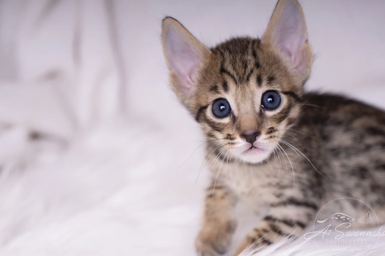 A1Savannahs F5 Savannah Male Ace has the most adorable face