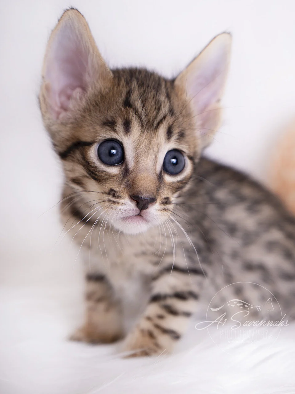 A1Savannahs F5 Savannah Male Ace is showing you his exotic markings 