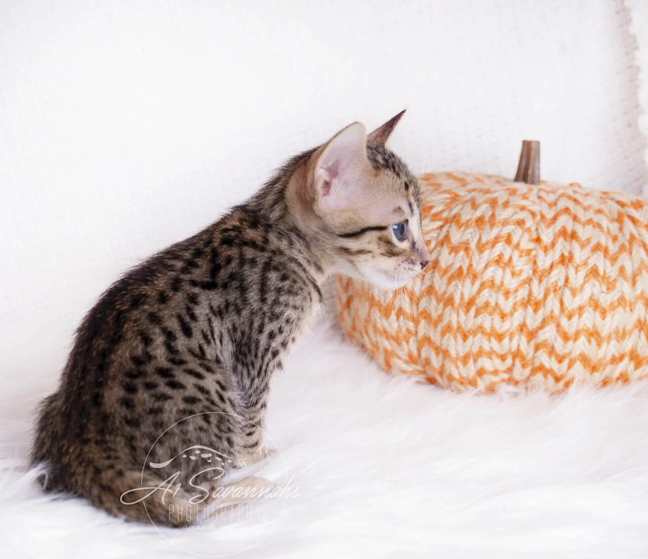 A1Savannahs F5 Savannah Male Kitten Andre is showing off his contrasting spots