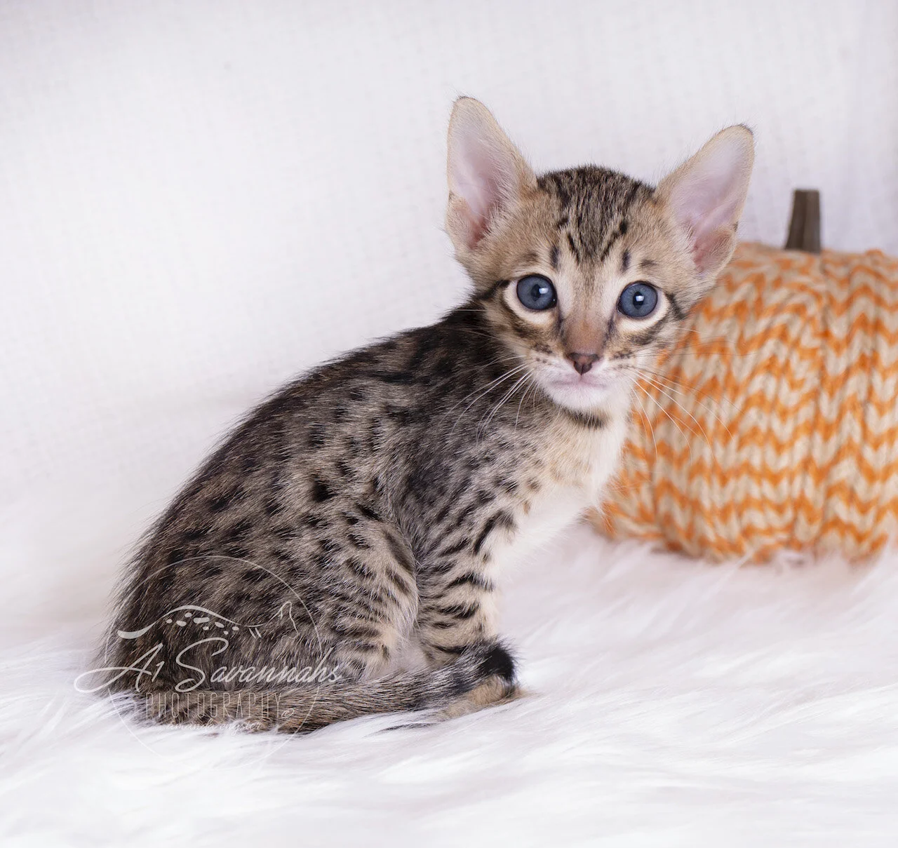 A1Savannahs F5 Savannah Male Kitten Andre is showing off his beautiful coat