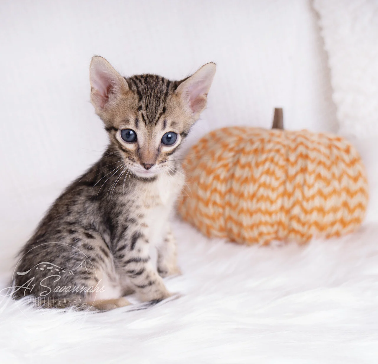 A1Savannahs F5 Savannah Male Kitten Andre has his head cocked in interest of the feather toy