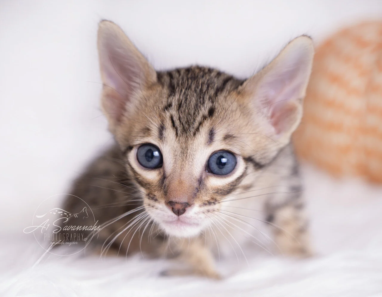 A1Savannahs F5 Savannah Male Kitten Andre is displaying his exotic face