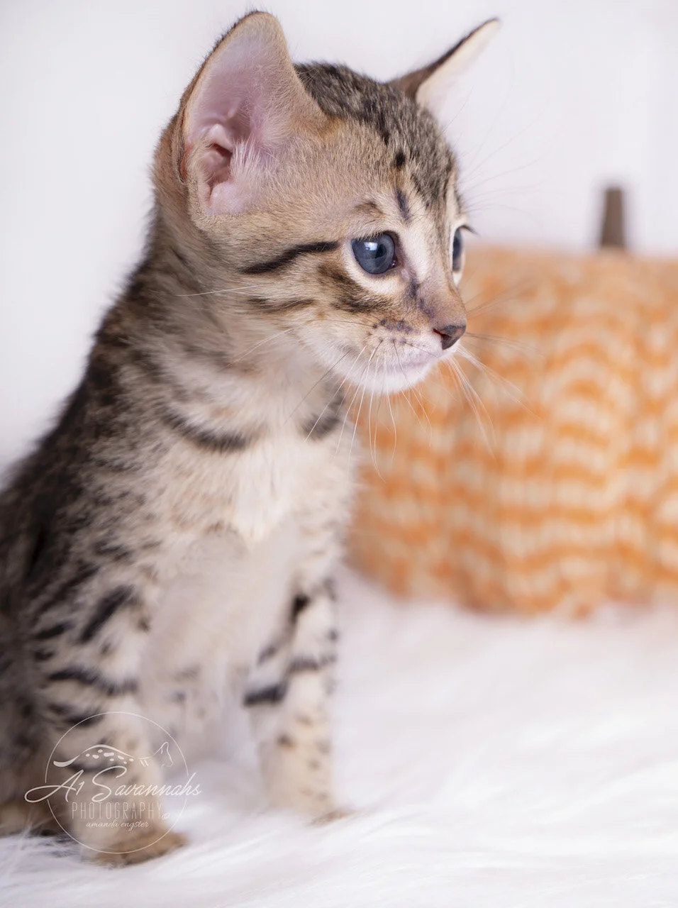 A1Savannahs F5 Savannah Male Kitten Andre is curious of all the toys