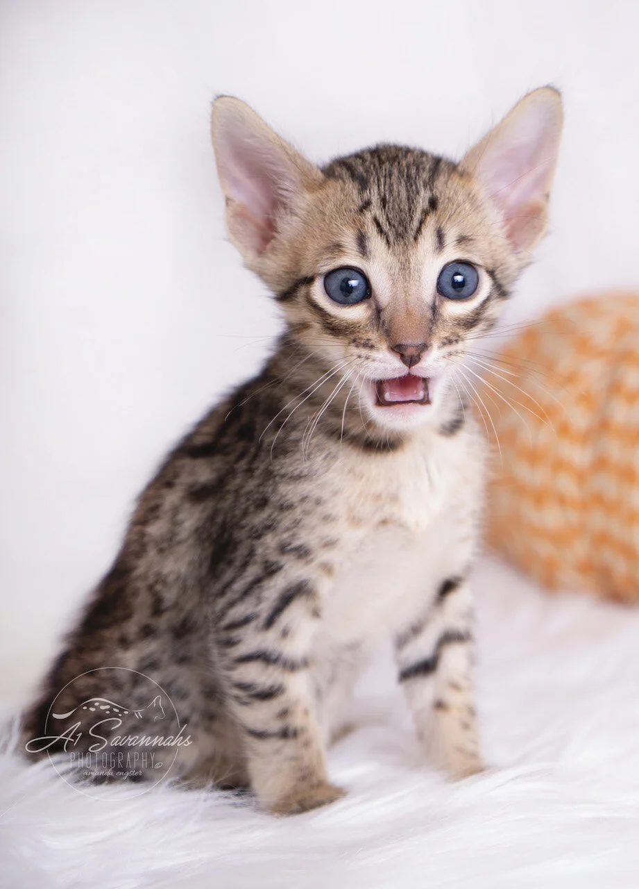 A1Savannahs F5 Savannah Male Kitten Andre is so excited