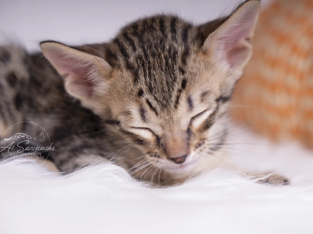 A1Savannahs F5 Savannah Male Kitten Andre is taking a nap after playtime