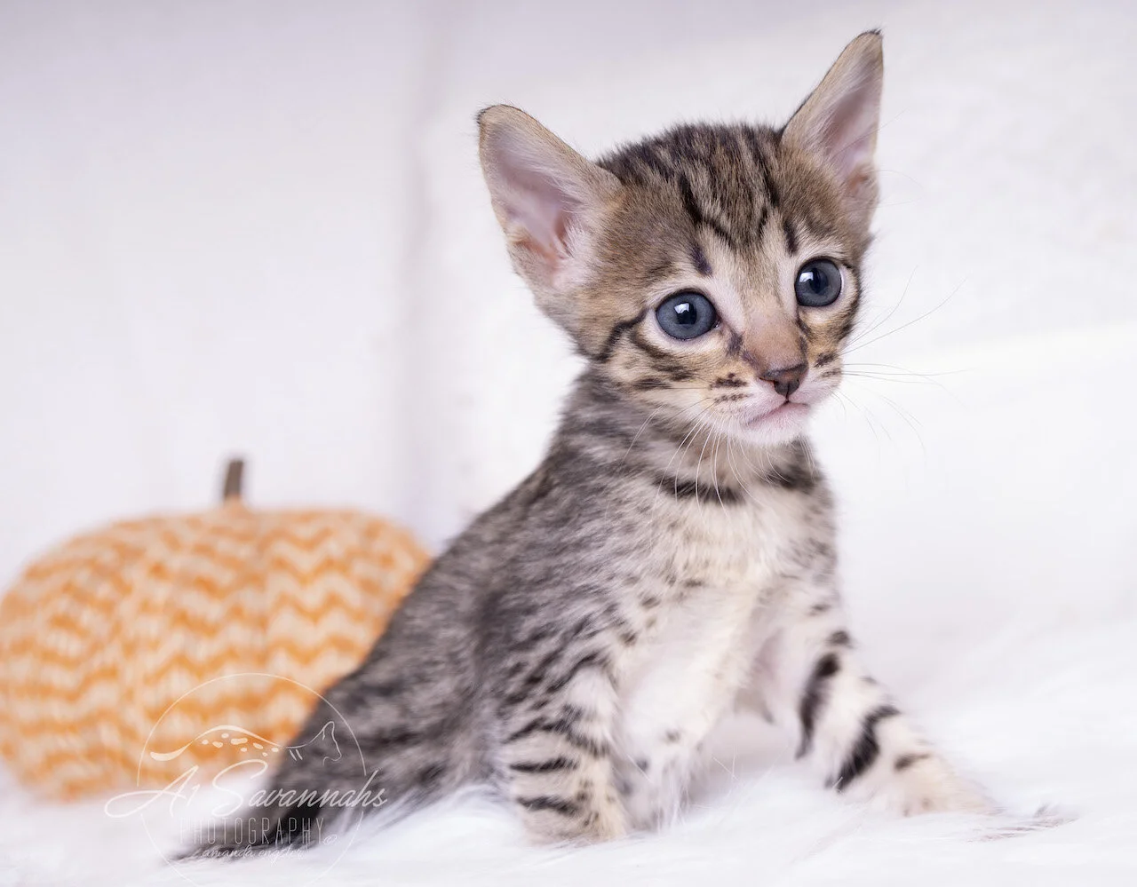 A1Savannahs F5 Savannah Female Kitten Amelia is from the Original Founder of the Savannah Cat Breed