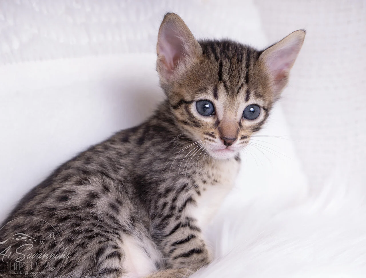 A1Savannahs F5 Savannah Female Kitten Amelia is getting sleepy after a long time of playing
