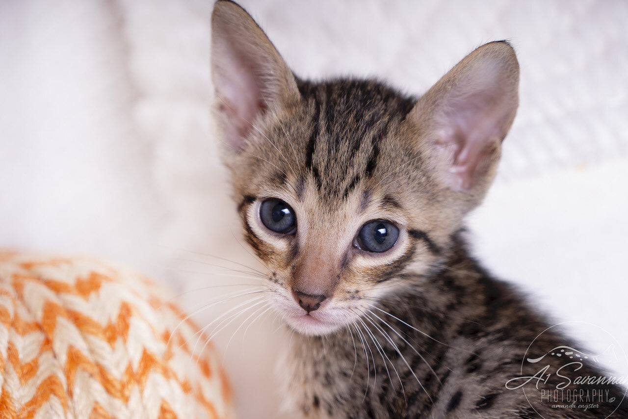 A1Savannahs F5 Savannah Female Kitten Aria is showing you her stunning face