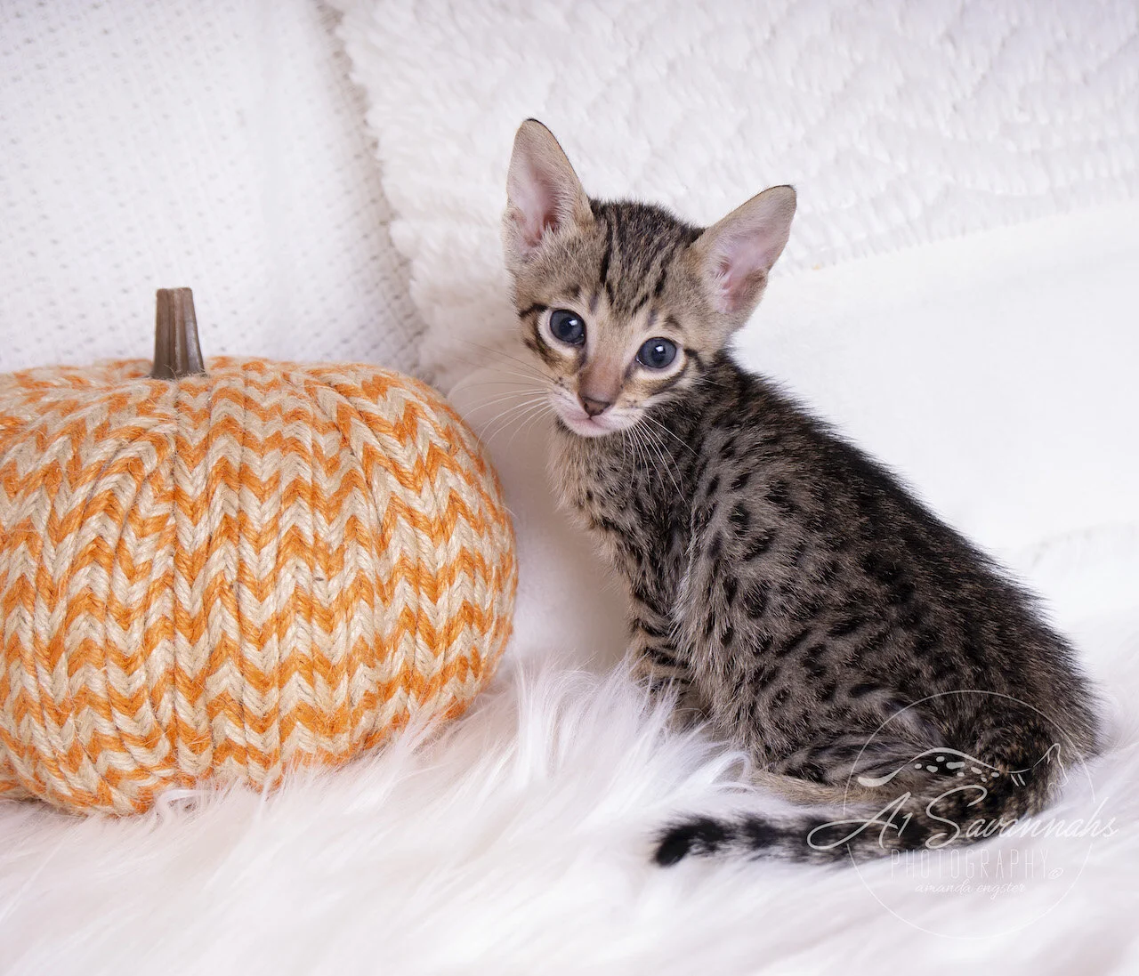 A1Savannahs F5 Savannah Female Kitten Aria is trying to love on the pumpkin 