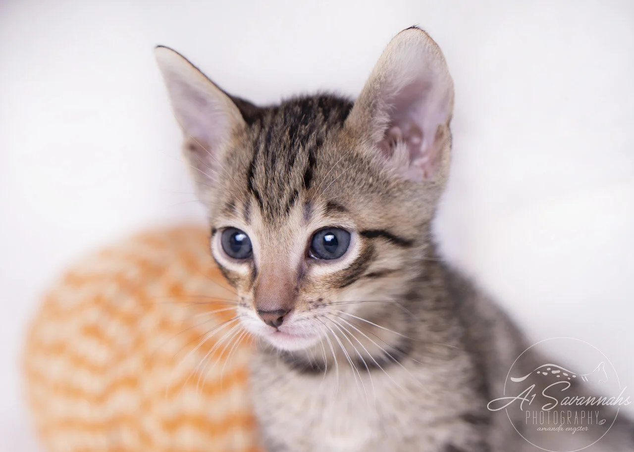 A1Savannahs F5 Savannah Female Kitten Aria is starting to get sleepy after a long day of playing