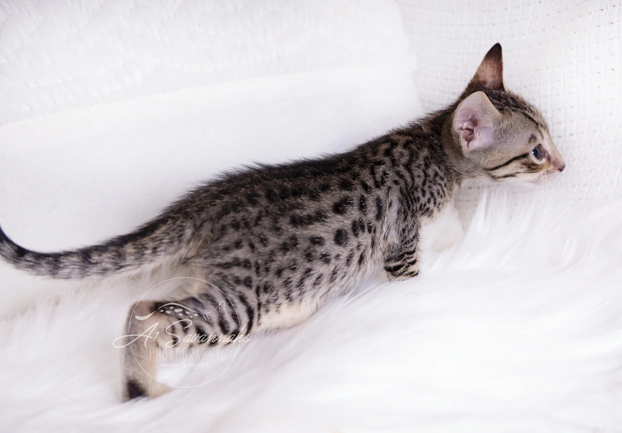 A1Savannahs F5 Savannah Female Kitten Aria is stretching her long spotted body