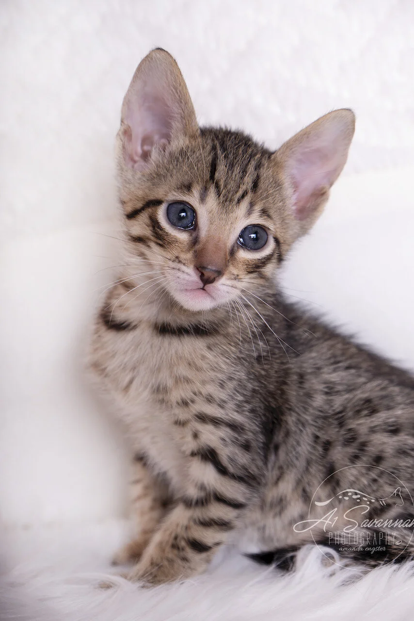 A1Savannahs F5 Savannah Female Kitten Aria loves to have her photos taken