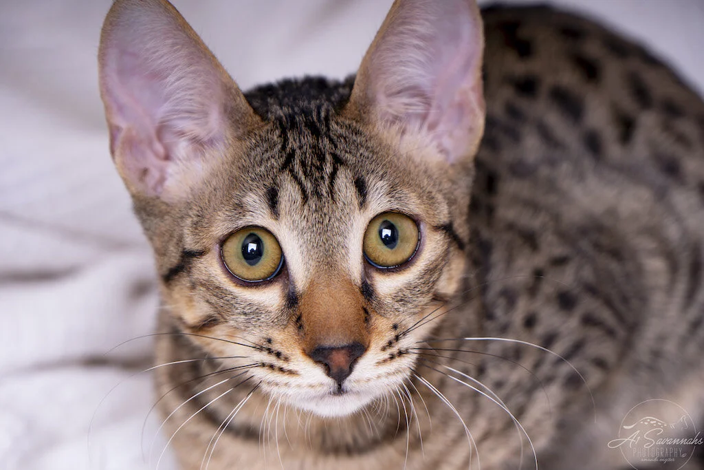 A1Savannahs F6 SBT Savannah Kitten Female Ridgley enjoys posing for the camera