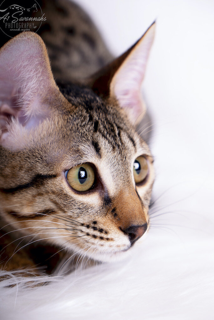 A1Savannahs F6 SBT Savannah Kitten Female Ridgley is about to pounce on the toy