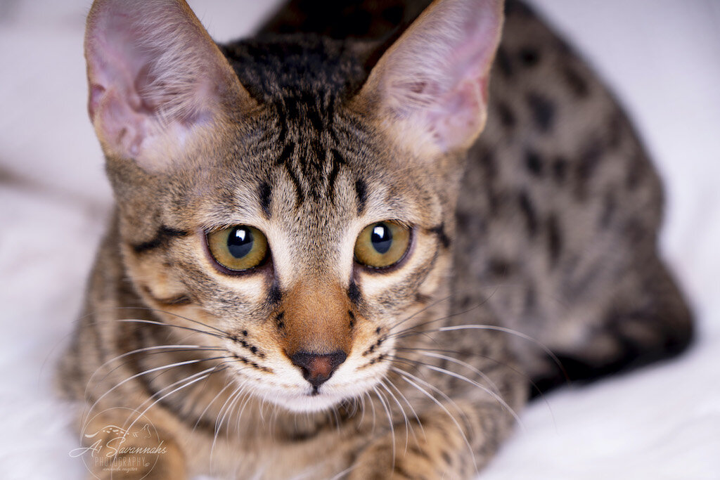 A1Savannahs F6 SBT Savannah Kitten Female Ridgley is trying not to fall asleep
