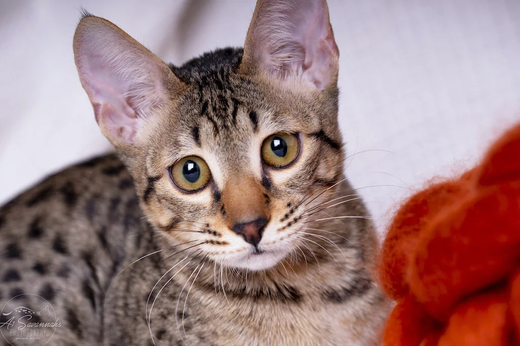 A1Savannahs F6 SBT Savannah Kitten Female Ridgley is showing off her amber eyes