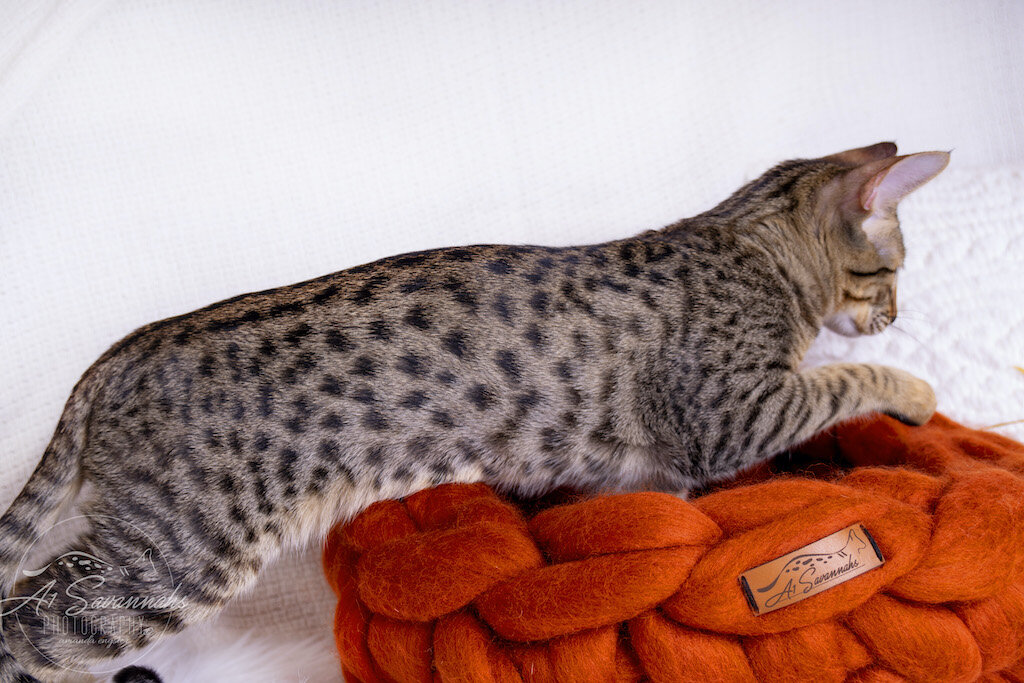 A1Savannahs F6 SBT Savannah Kitten Female Ridgley is stretching out her long body