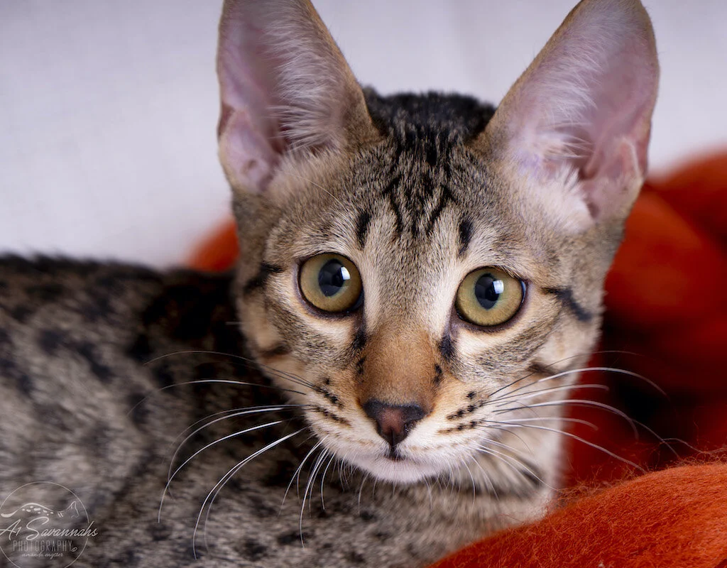 A1Savannahs F6 SBT Savannah Kitten Female Ridgley loves to look at the camera 