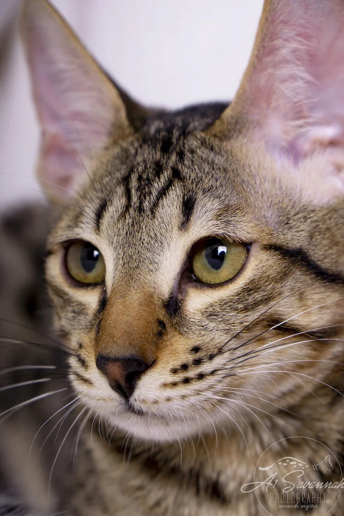 A1Savannahs F6 SBT Savannah Kitten Female Ridgley is displaying her exotic facial markings