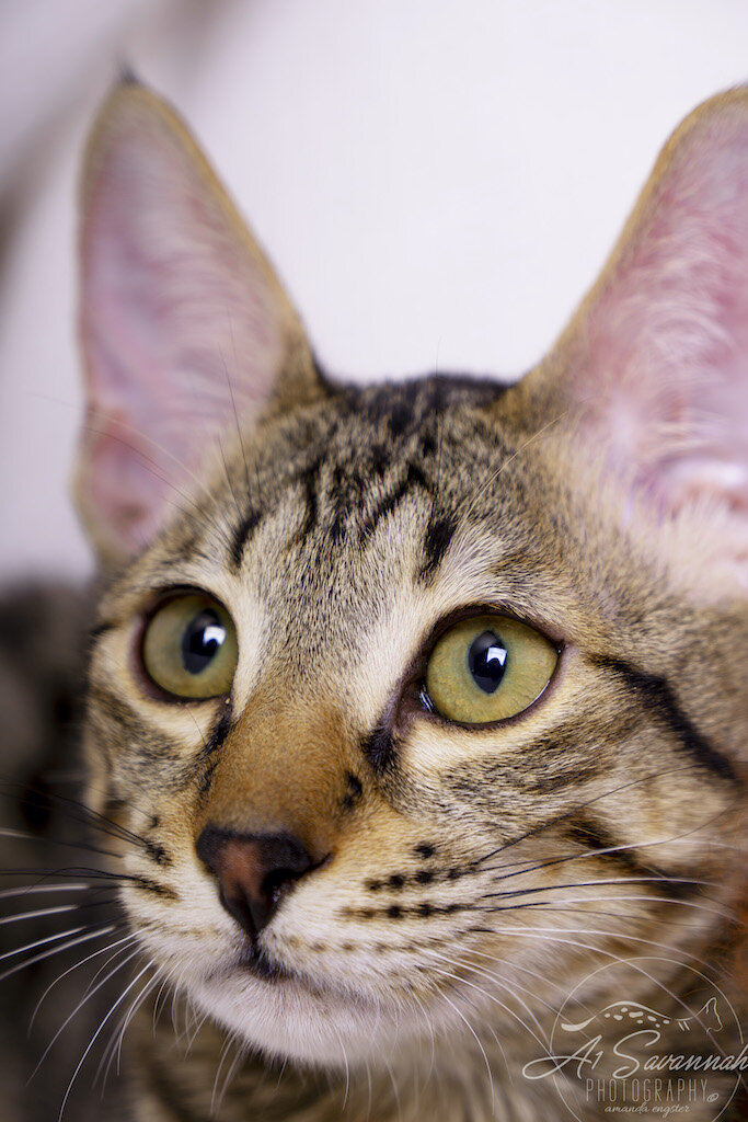 A1Savannahs F6 SBT Savannah Kitten Female Ridgley has such a pretty face