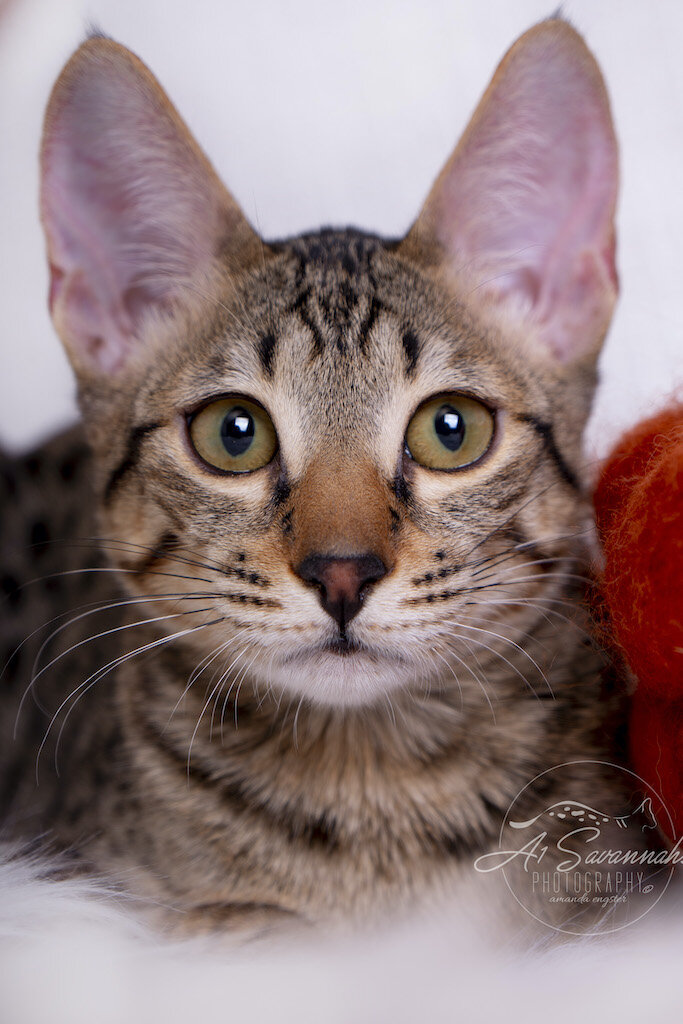 A1Savannahs F6 SBT Savannah Kitten Female Ridgley has the tallest ears