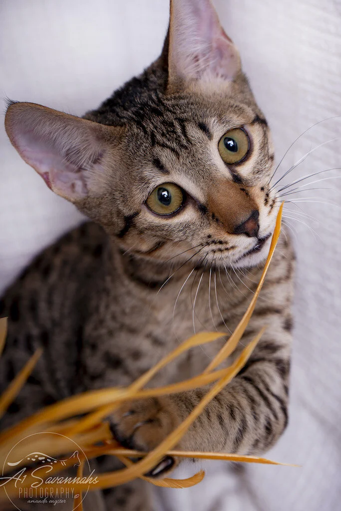 A1Savannahs F6 SBT Savannah Kitten Female Ridgley is playing with the feather stick