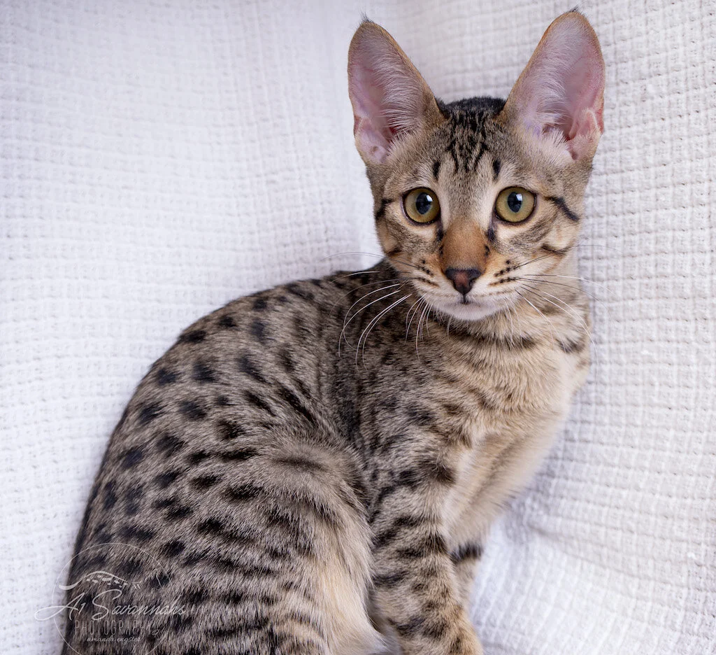 A1Savannahs F6 SBT Savannah Kitten Female Ridgley is showing off her nice black spots