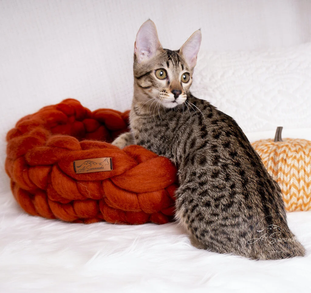 A1Savannahs F6 SBT Savannah Kitten Female Reesa is sitting to elegantly