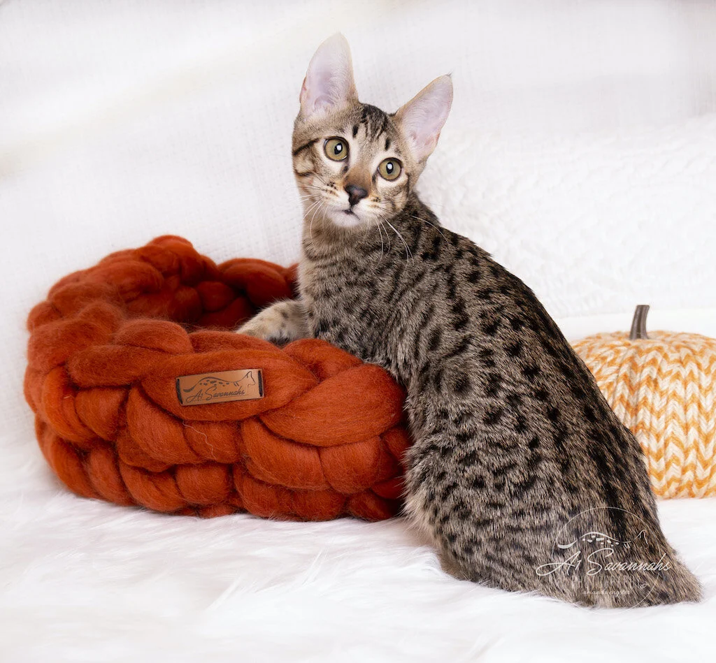 A1Savannahs F6 SBT Savannah Kitten Female Reesa is showing off her long spotted body