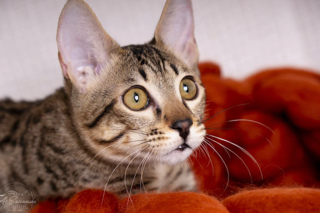 A1Savannahs F6 SBT Savannah Kitten Female Reesa has a ready to pounce look