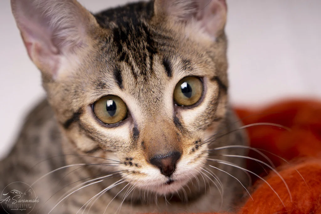 A1Savannahs F6 SBT Savannah Kitten Female Reesa is showing you her dark nose