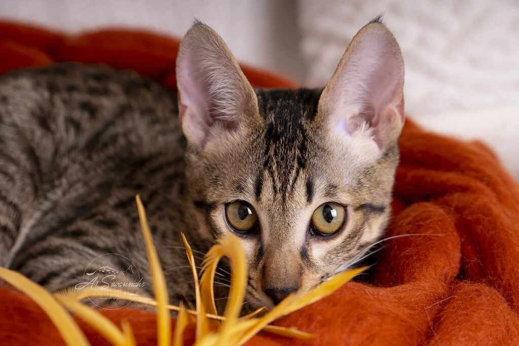 A1Savannahs F6 SBT Savannah Kitten Female Reesa is about to pounce