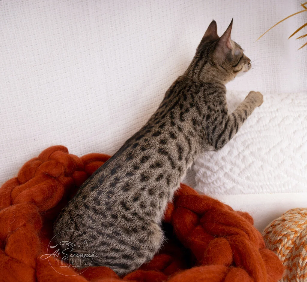A1Savannahs F6 SBT Savannah Kitten Female Reesa is stretched out displaying her spotted markings