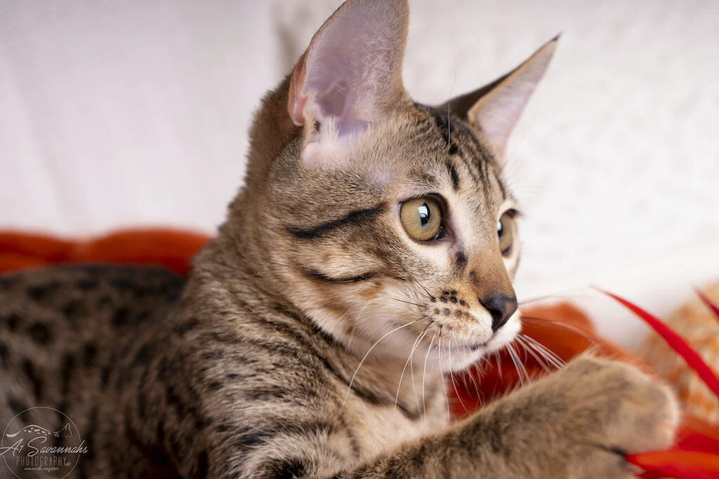 A1Savannahs F6 SBT Savannah Kitten Female Reesa loves to play with the father stick