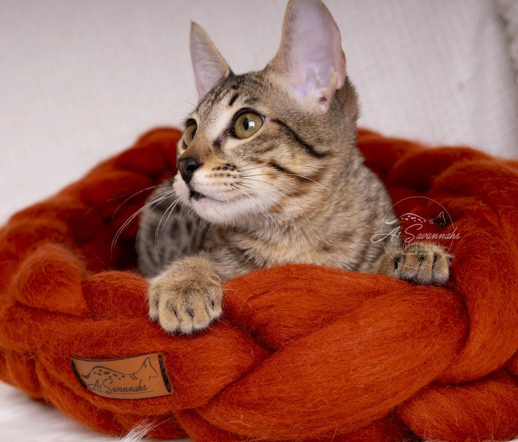 A1Savannahs F6 SBT Savannah Kitten Female Reesa is enjoying her cozy merino wool cat bed
